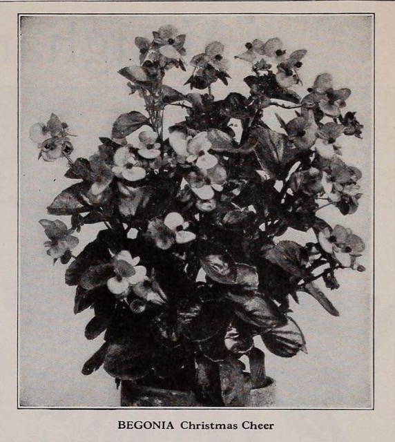 B. ‘Christmas Cheer’